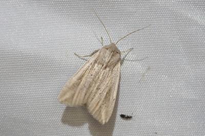 <i>Mythimna riparia</i>