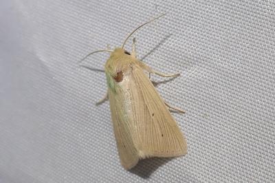 <i>Mythimna pallens</i>