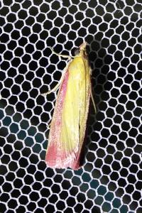 <i>Oncocera semirubella</i>