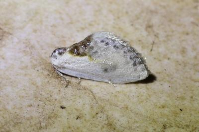 <i>Cilix glaucata</i>