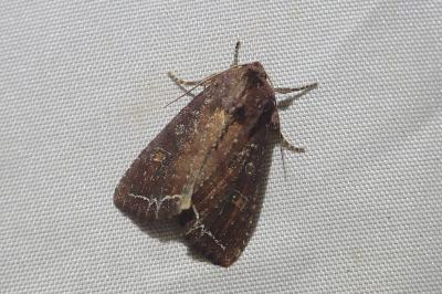 <i>Lacanobia oleracea</i>