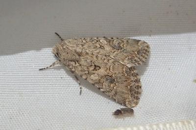 <i>Anarta trifolii</i>