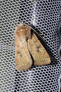 <i>Xestia xanthographa</i>