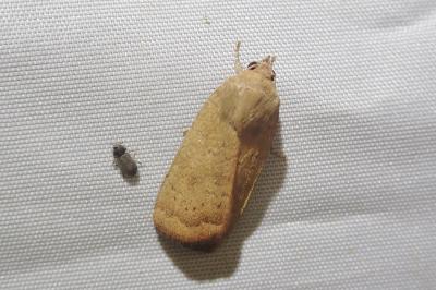 <i>Noctua interjecta</i>