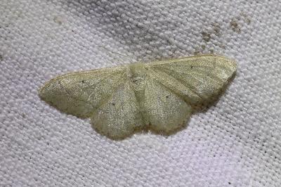<i>Idaea straminata</i>