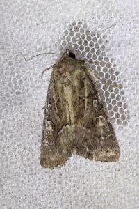 <i>Thalpophila matura</i>