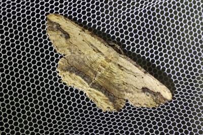 <i>Menophra abruptaria</i>