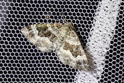 <i>Epirrhoe alternata</i>
