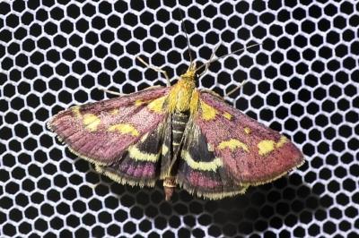 <i>Pyrausta purpuralis</i>