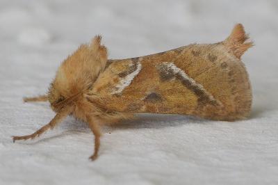 <i>Triodia sylvina</i>