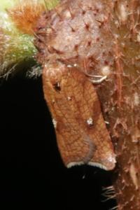 <i>Acleris rhombana</i>