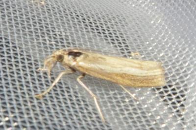 <i>Agriphila tristella</i>