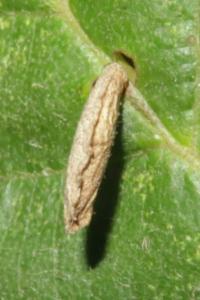 <i>Coleophora serratella</i>