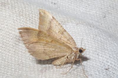<i>Camptogramma bilineata</i>