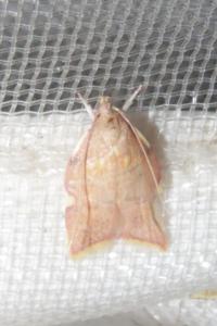 <i>Carcina quercana</i>