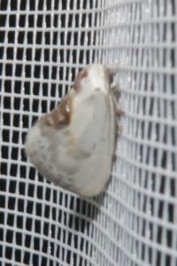 <i>Cilix glaucata</i>