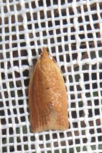 <i>Clepsis consimilana</i>