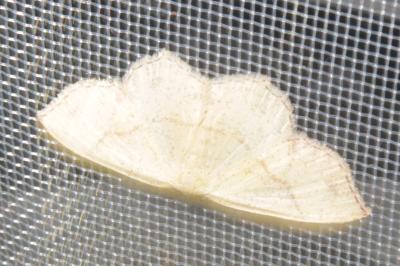 <i>Cyclophora punctaria</i>