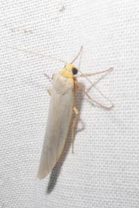 <i>Eilema caniola</i>