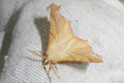 <i>Ennomos fuscantaria</i>