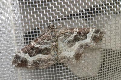<i>Epirrhoe alternata</i>