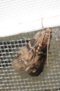 <i>Euzophera pinguis</i>