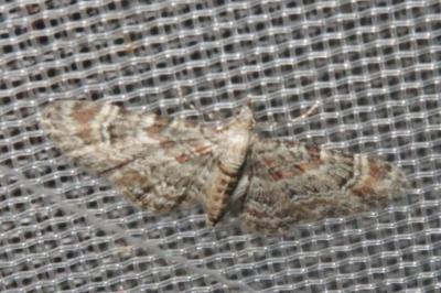 <i>Gymnoscelis rufifasciata</i>