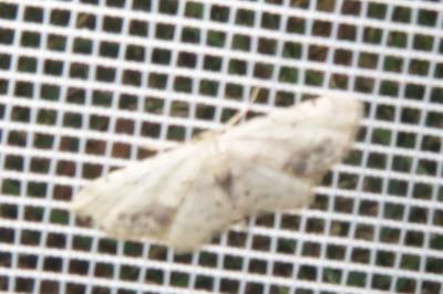 <i>Idaea dimidiata</i>