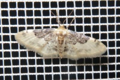 <i>Idaea filicata</i>