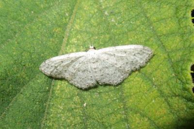 <i>Idaea seriata</i>