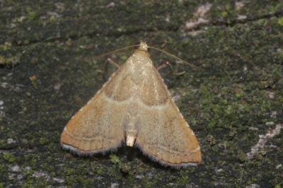 <i>Endotricha flammealis</i>