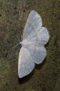 <i>Cabera exanthemata</i>