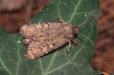 <i>Luperina testacea</i>