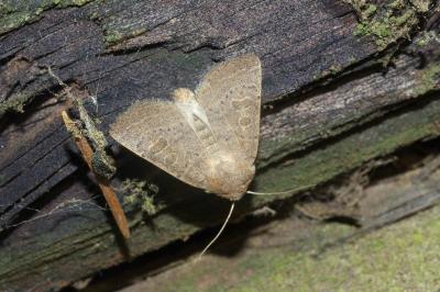 <i>Hoplodrina ambigua</i>
