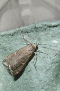 <i>Loxostege sticticalis</i>