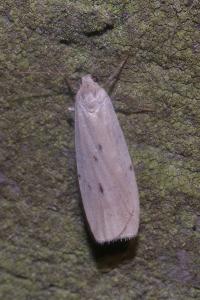 <i>Pelosia muscerda</i>
