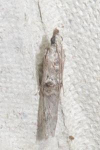<i>Nephopterix angustella</i>