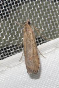<i>Nomophila noctuella</i>