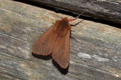 <i>Phragmatobia fuliginosa</i>
