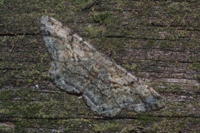 <i>Peribatodes rhomboidaria</i>