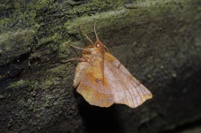 <i>Selenia dentaria</i>