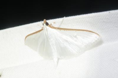 <i>Palpita vitrealis</i>