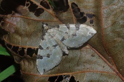 <i>Colostygia pectinataria</i>