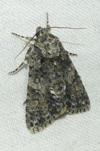 <i>Acronicta rumicis</i>