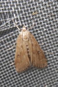 <i>Parapoynx stratiotata</i>