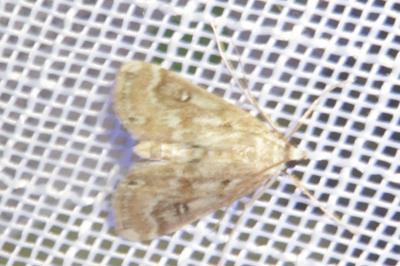 <i>Parapoynx stratiotata</i>
