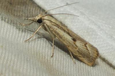 <i>Agriphila geniculea</i>