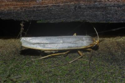 <i>Eilema caniola</i>