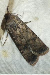 <i>Agrotis segetum</i>