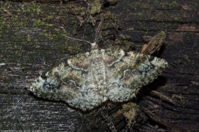 <i>Cleorodes lichenaria</i>